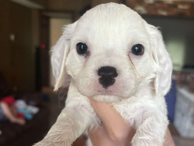 Toby primary photo