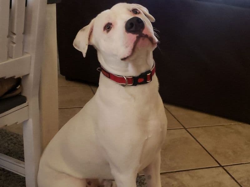 Dogo Argentino 5 years 6 months old male medium named Georgie for breeding in Pinal County, Arizona | Petmeetly