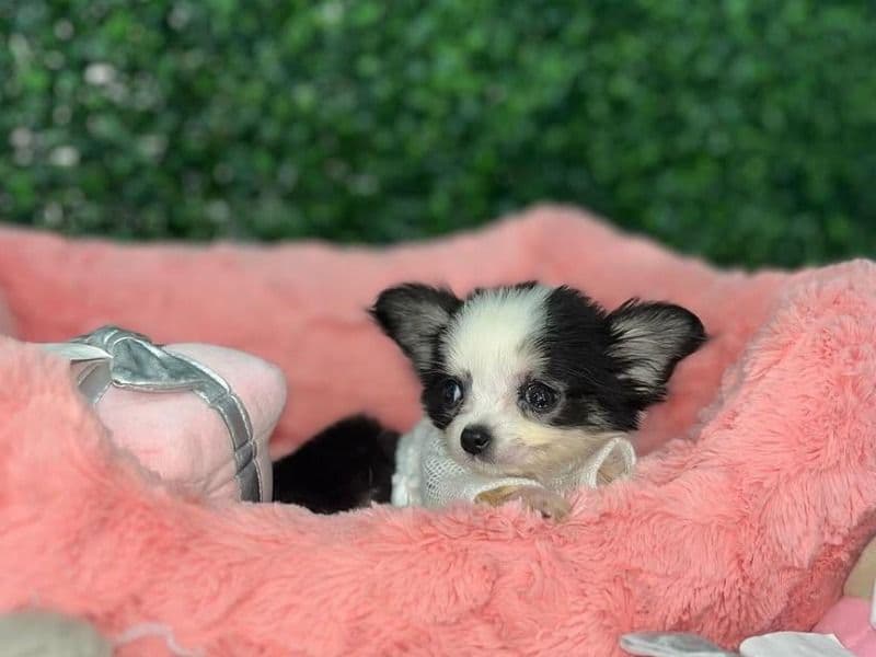 Chihuahua 4 months old male small named Jag for sale in Davidson County, Tennessee | Petmeetly