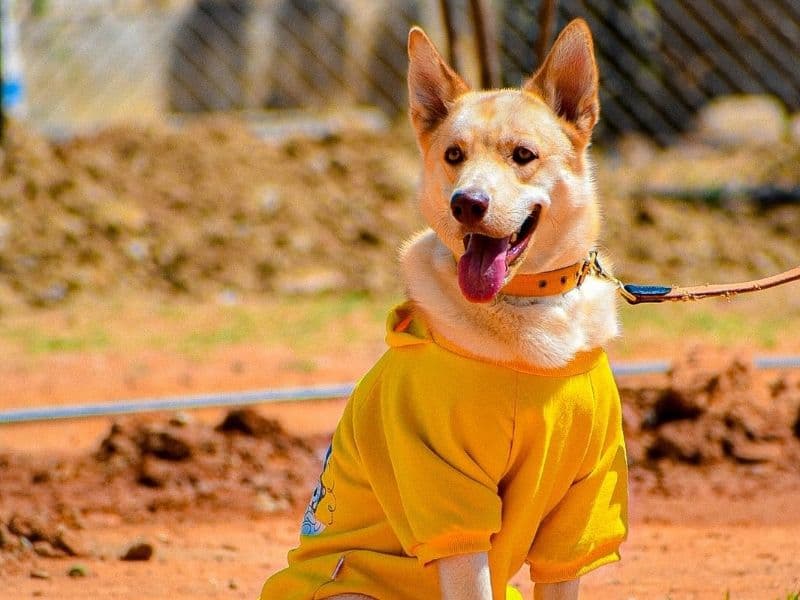 Labsky 1 year 10 months old male large named Brownie for breeding in Bangalore Division, Karnataka | Petmeetly