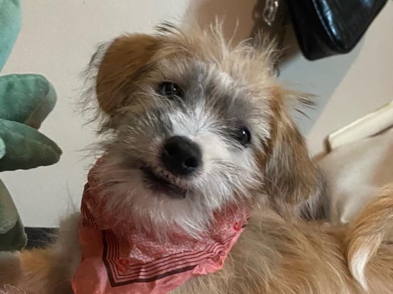 Pepper primary photo