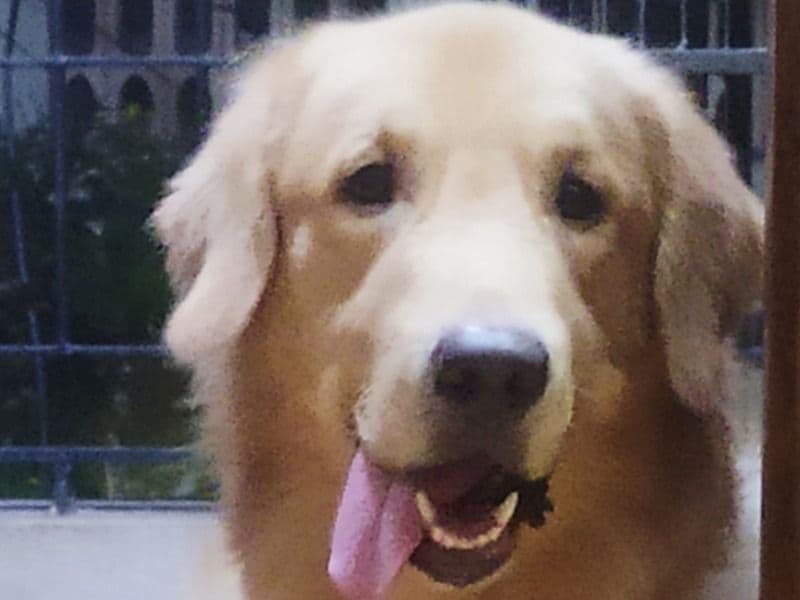 English Golden Retriever 2 years 7 months old male large named Coco for breeding in Chennai, Tamil Nadu | Petmeetly
