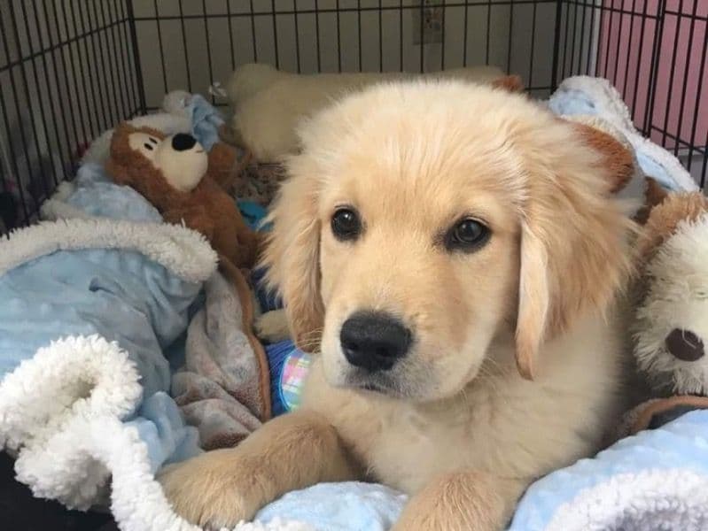 Golden Retriever 8 months old male small named Jerry for breeding in New York, New York | Petmeetly