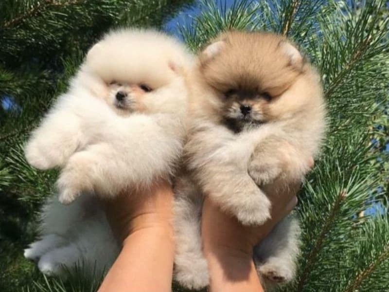 Pomeranian 2 months old female medium named Pomeranian for adoption | Petmeetly