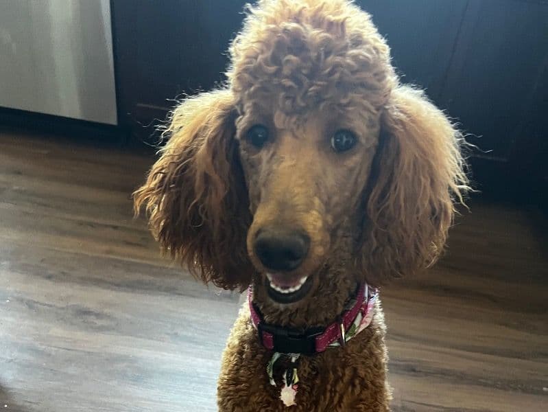 Standard Poodle 2 years 4 months old female large named Lindy for breeding in Larimer County, Colorado | Petmeetly