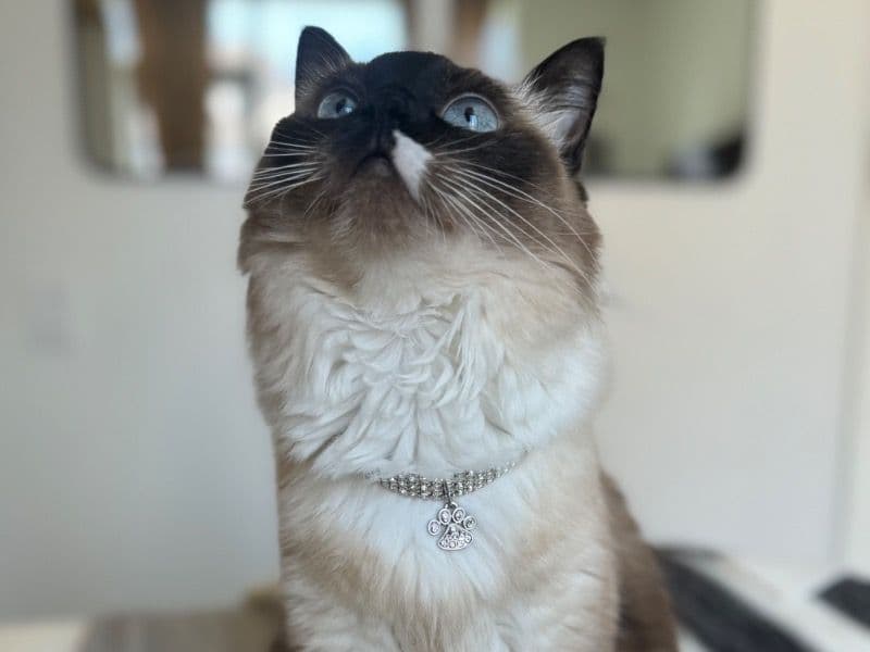 Khaleesi primary photo