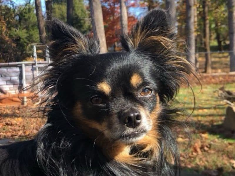 Long hair Chihuahua 11 years old male small named Panther for breeding in Spartanburg County, South Carolina | Petmeetly
