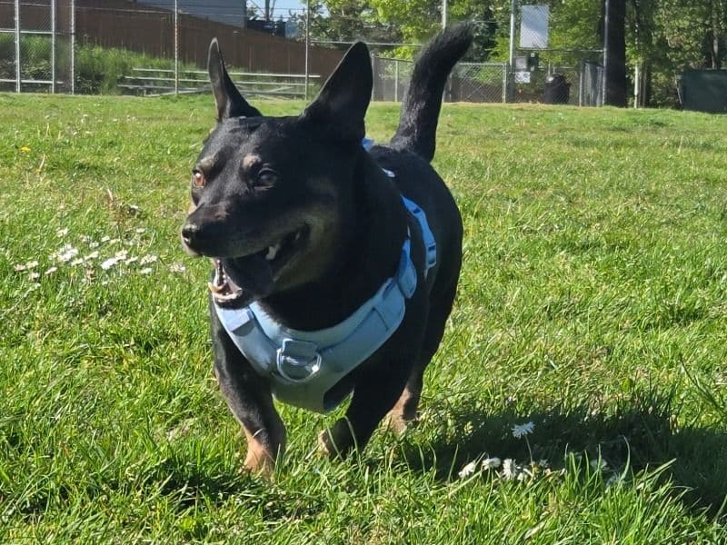Chihuahua 2 years 10 months old male medium named Boobah for breeding in King County, Washington | Petmeetly