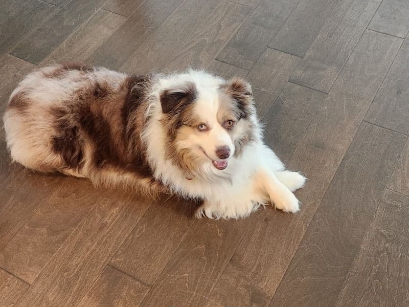 Miniature Australian Shepherd 3 years 5 months old male medium named Titan for breeding in Rutherford County, Tennessee | Petmeetly