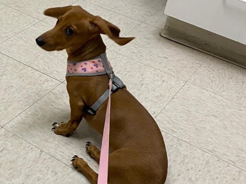 Dachshund 3 years 2 months old female medium named Daisy for breeding in Pima County, Arizona | Petmeetly