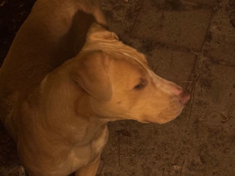 Dalmatian 9 months old male large named Hercules for sale in Richland County, South Carolina | Petmeetly