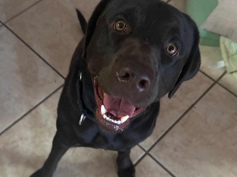 Labrador Retriever 2 years 6 months old male large named Max for breeding in Los Angeles County, California | Petmeetly