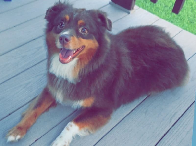 Miniature Australian Shepherd 2 years 2 months old male medium named Max for breeding in Waller County, Texas | Petmeetly