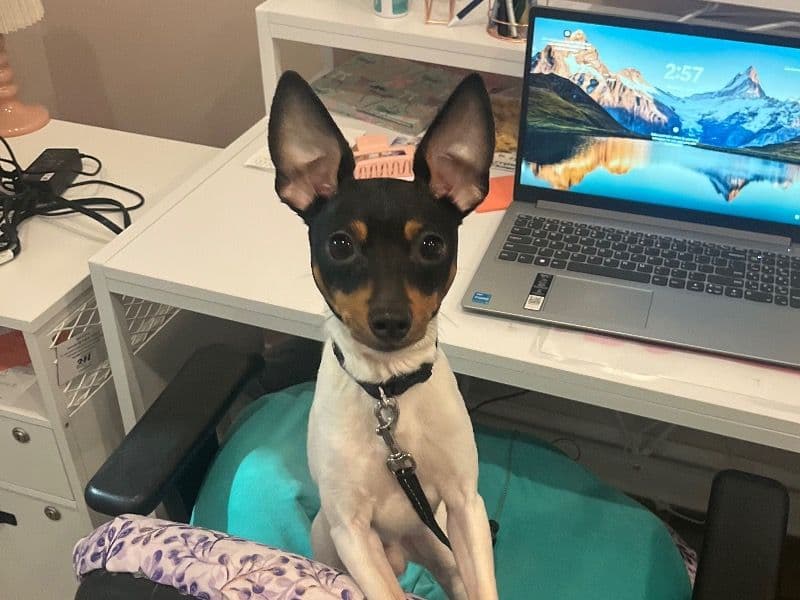 Toy Fox Terrier 2 years old male small named Rocket for breeding in Lackawanna County, Pennsylvania | Petmeetly