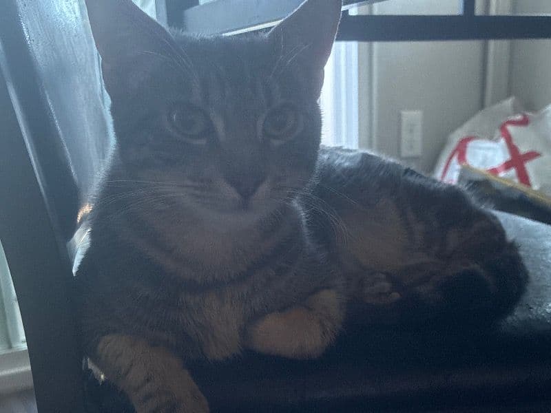 Domestic Shorthair 7 months old male named Johnson for adoption in San Diego County, California | Petmeetly