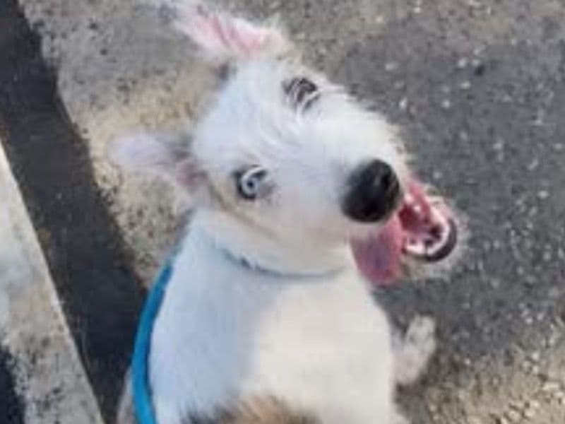 Lurcher 1 year 2 months old male medium named Ace for breeding in East Ayrshire Council, Scotland | Petmeetly