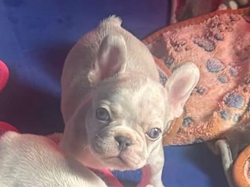 Deuce - French Bulldog | Petmeetly