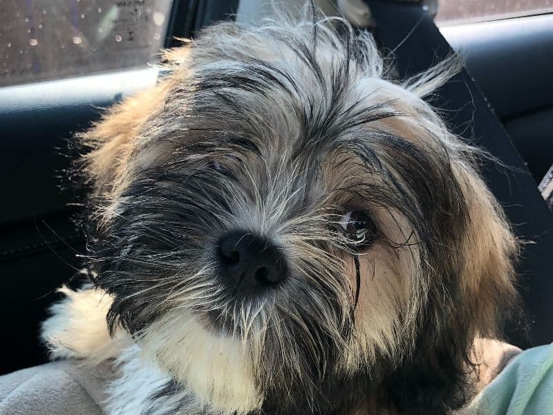Fozzie primary photo