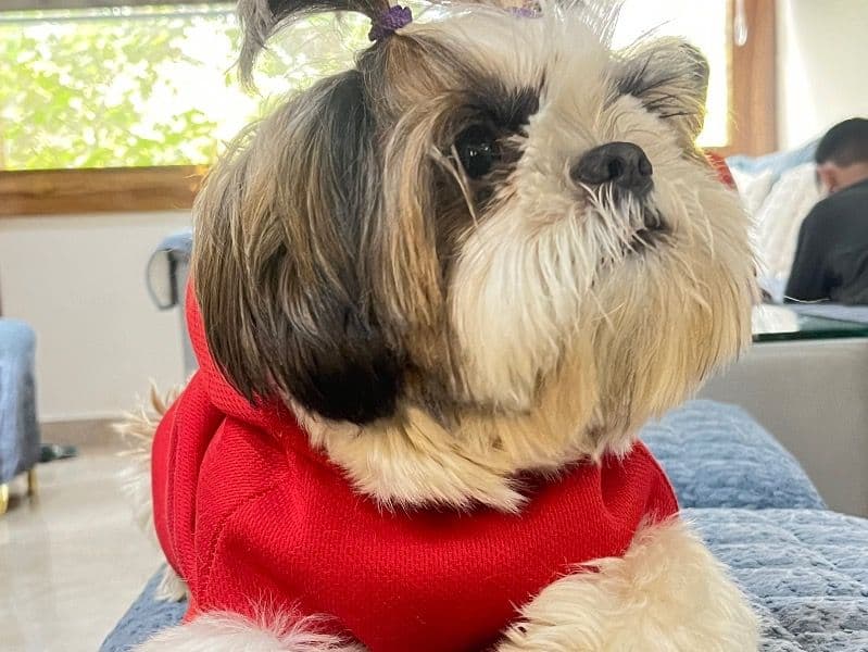 Chi-shi 2 years 4 months old male medium named Chinni for breeding in Delhi Division, Delhi | Petmeetly