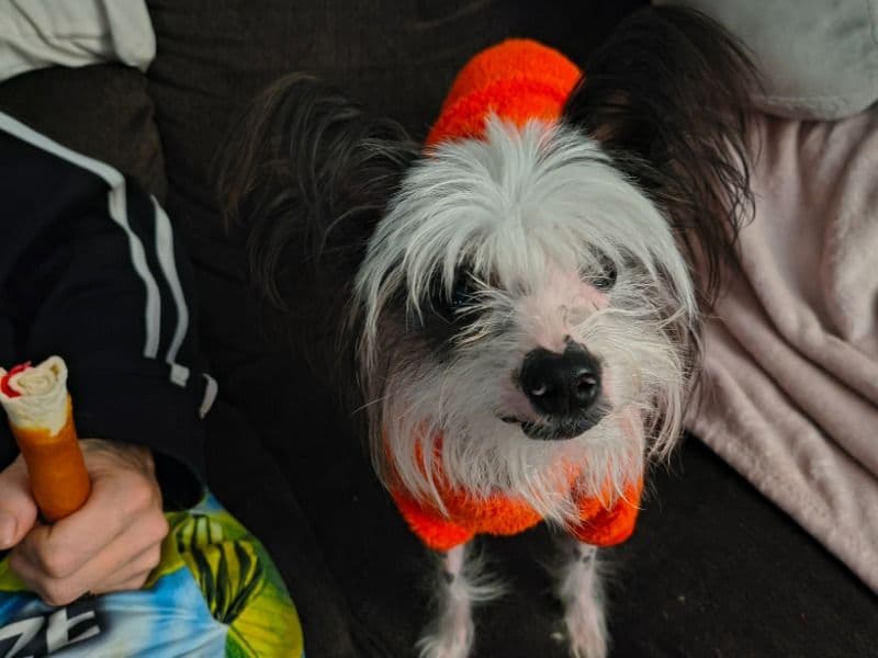 Chinese Crested 1 year 1 month old male medium named Oreo for breeding in Marion County, Indiana | Petmeetly