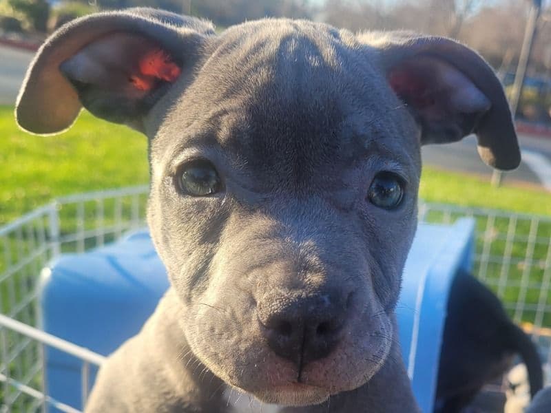 American PitBull Terrier 2 months old male medium named #1 for sale in Sacramento County, California | Petmeetly