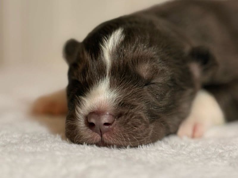 Siberian Husky 1 month old male medium named Garnet for sale in Riverside County, California | Petmeetly