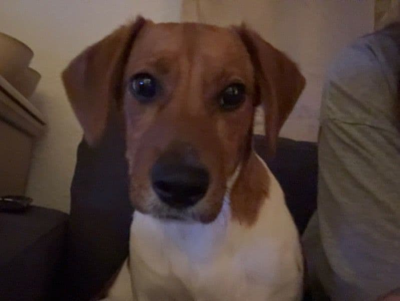 Beagle 7 months old male medium named Maverick for adoption in Norfolk, Virginia | Petmeetly