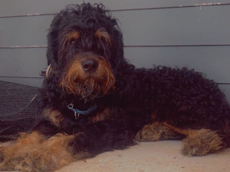 Goldendoodle 2 years 4 months old male extra large named Papa Bear for adoption in Fulton County, Georgia | Petmeetly