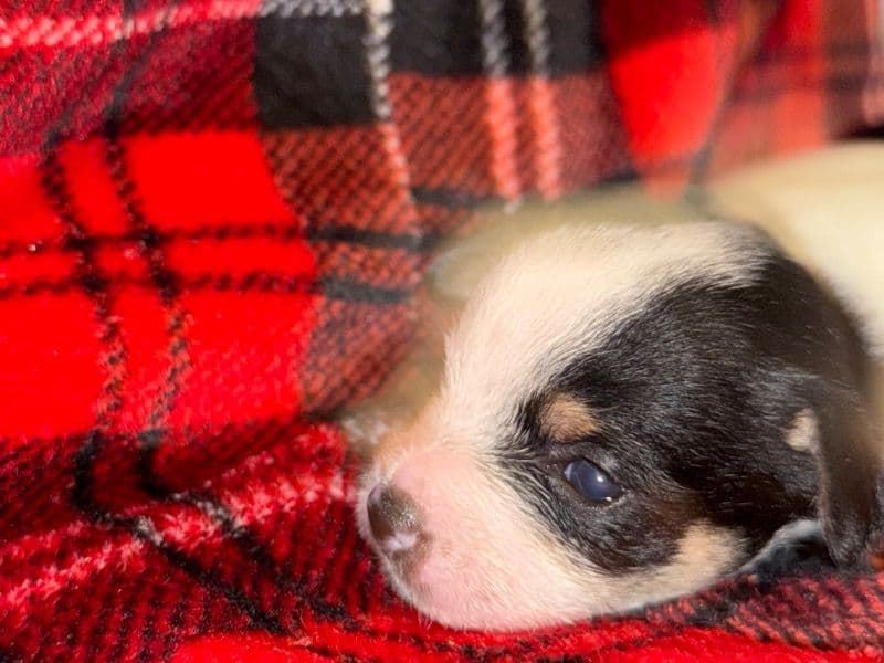 Yorkipoo 1 month old male small named Mucho for sale in Philadelphia County, Pennsylvania | Petmeetly