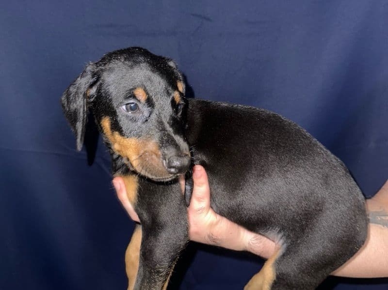 Puppy 3 - Doberman | Petmeetly