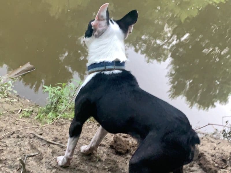 Boston Terrier 10 years 2 months old male small named Riley for breeding in Mahoning County, Ohio | Petmeetly