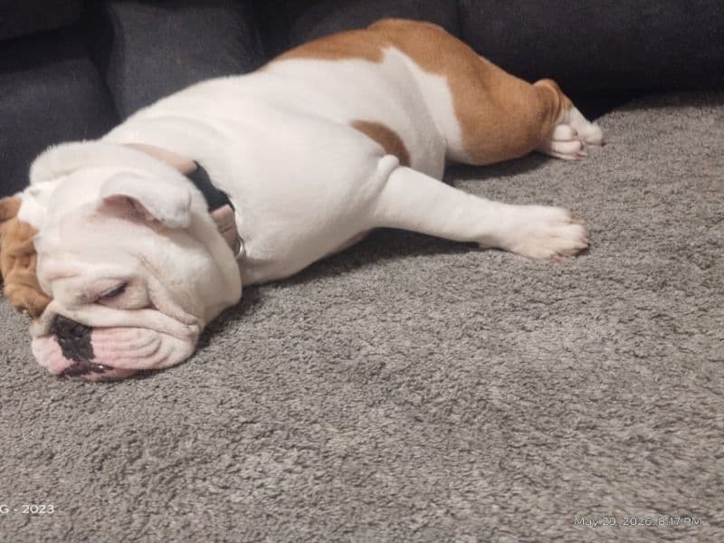 Banks - Bulldog | Petmeetly