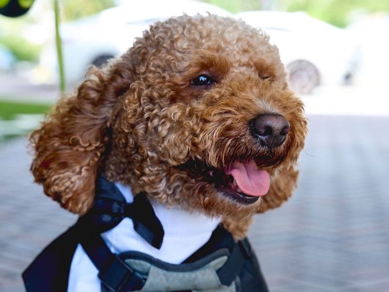 Goldendoodle 2 years 8 months old male medium named Jake for breeding in Broward County, Florida | Petmeetly