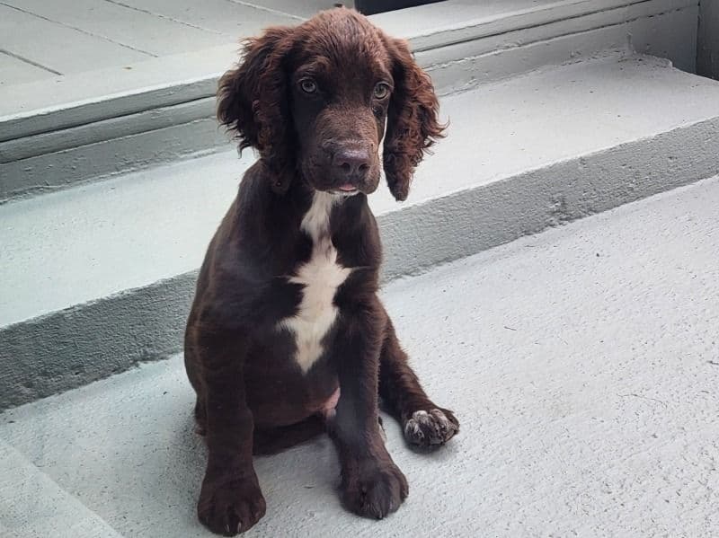 Charlie primary photo