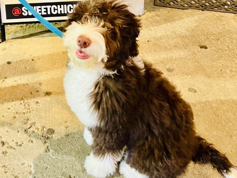 Bernedoodle 2 years old male medium named Casper for breeding in Middlesex County, New Jersey | Petmeetly