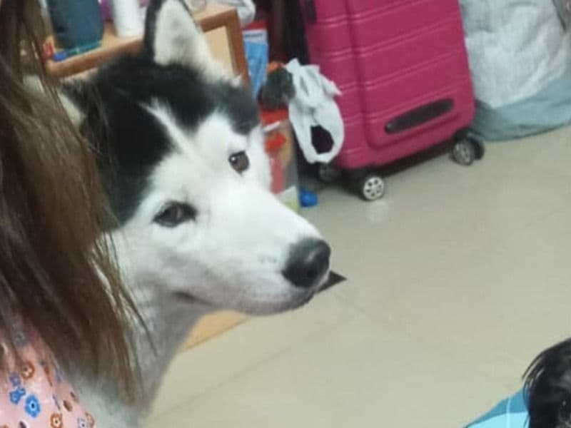Siberian Husky 3 years old male large named Simba for breeding in Bangalore Division, Karnataka | Petmeetly