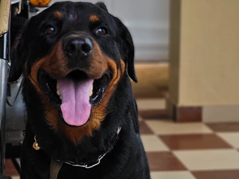 Rottweiler 5 years 1 month old male medium named Rudra for breeding in Bangalore Division, Karnataka | Petmeetly