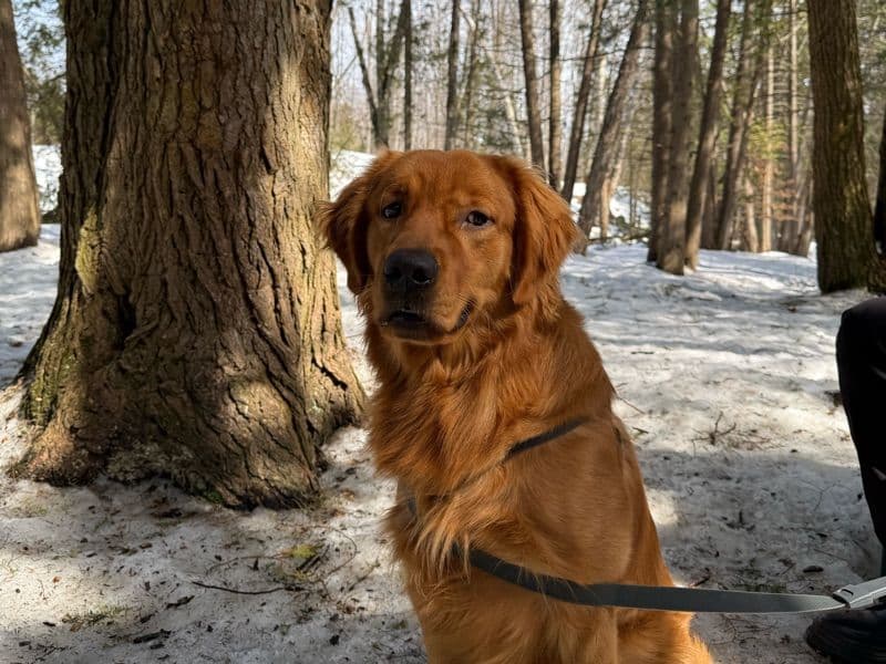 Golden Retriever 1 year old male medium named Oro for breeding in Simcoe County, Ontario | Petmeetly