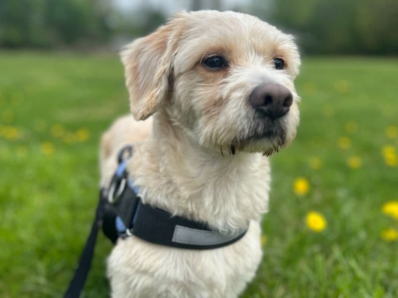 Peruvian Inca Orchid 4 years 4 months old male medium named Mango for breeding in Bergen County, New Jersey | Petmeetly