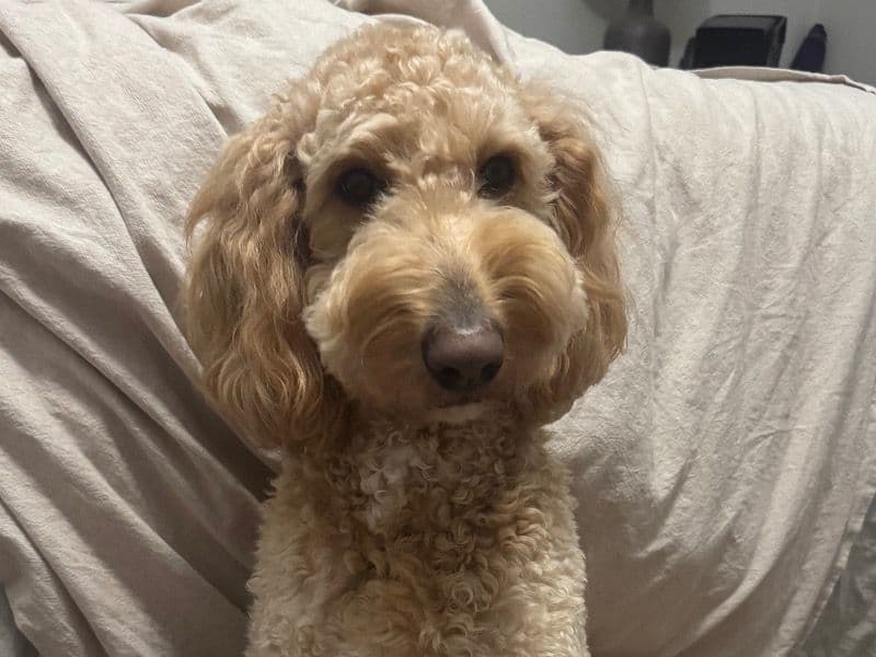 Australian Labrodoodle 4 years old female medium named Mollie for breeding in Gaston County, North Carolina | Petmeetly