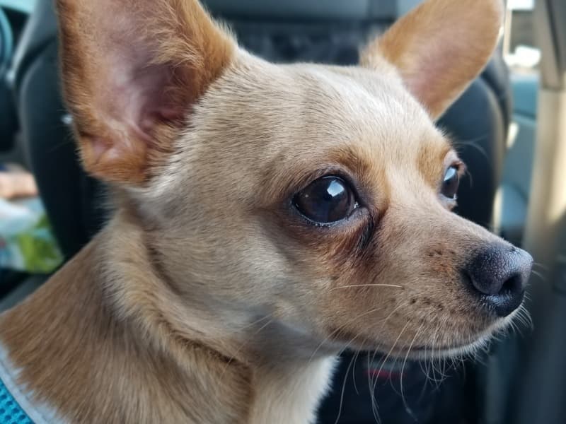 Toto primary photo