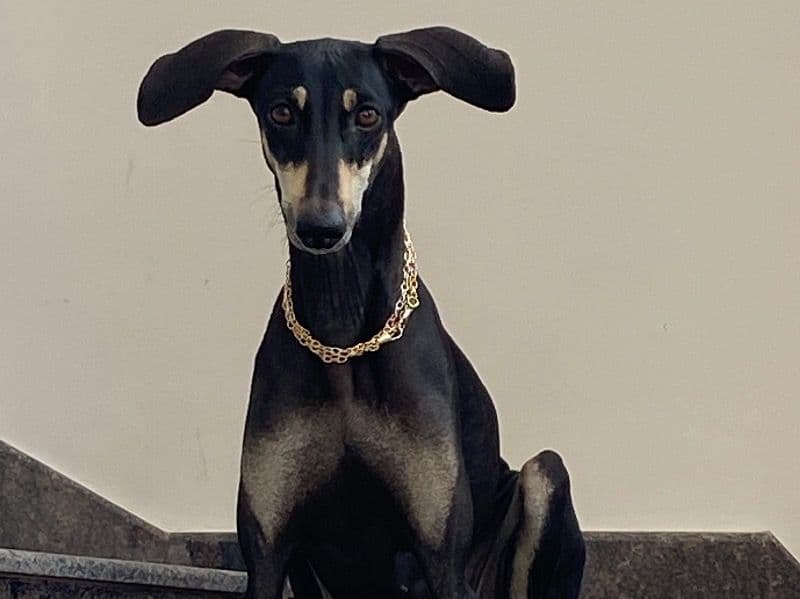 Rajapalayam 2 years 6 months old female medium named Lucky for breeding in Avadi, Tamil Nadu | Petmeetly