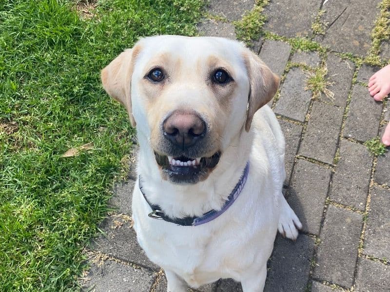 Labrador Retriever 3 years 3 months old female medium named Ellie for breeding in Greater Bendigo City, Victoria | Petmeetly