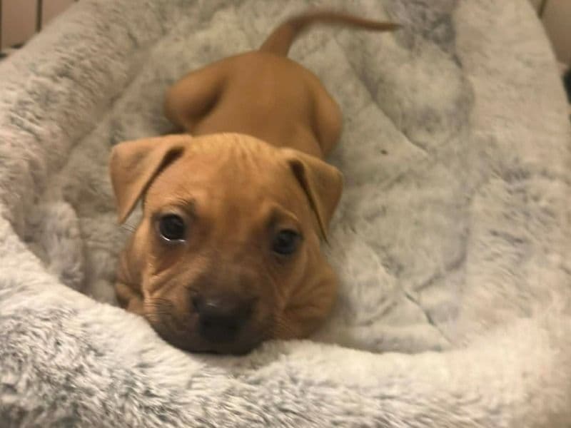 American Staffordshire Terrier 2 months old male small named Male1 for sale in Broward County, Florida | Petmeetly