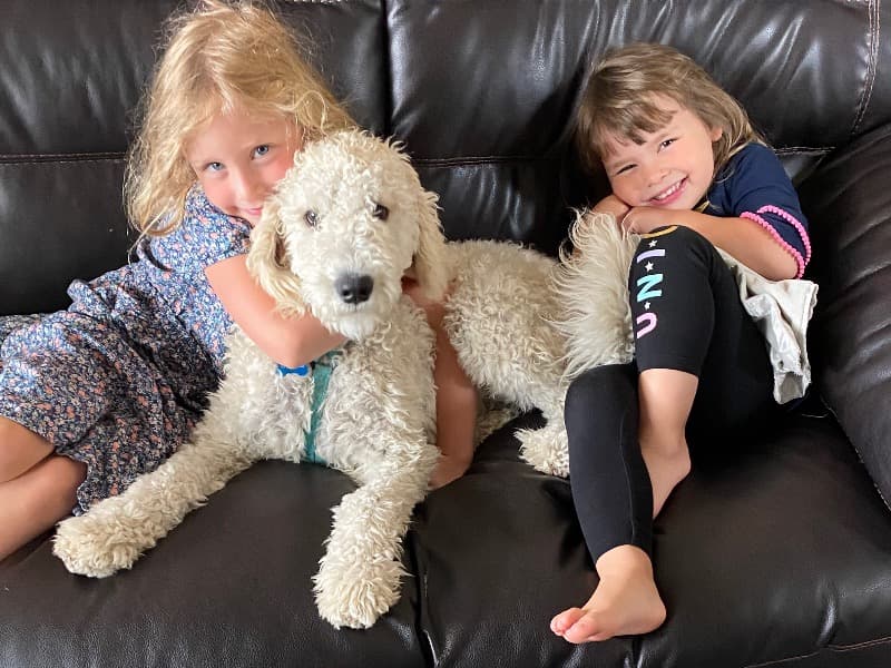 Max  - Goldendoodle success story