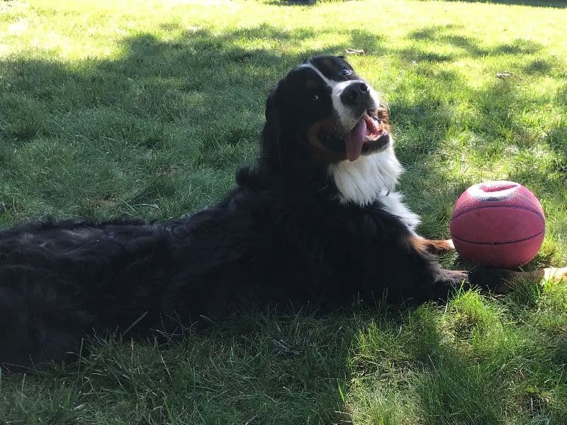 Achilles primary photo