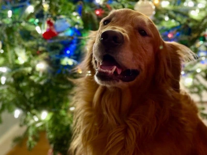 Golden Retriever 5 years 10 months old male large named Swanson for breeding in Muscogee County, Georgia | Petmeetly