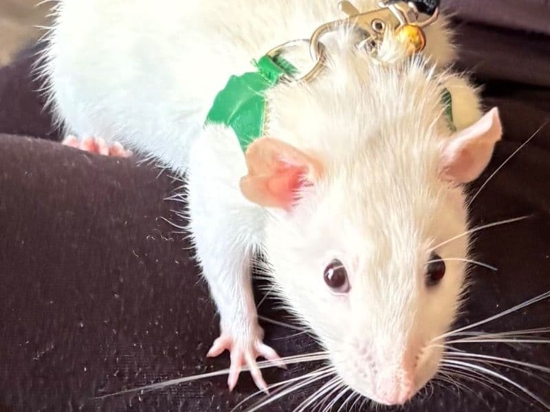 3 Female Rats - Common Rat | Petmeetly