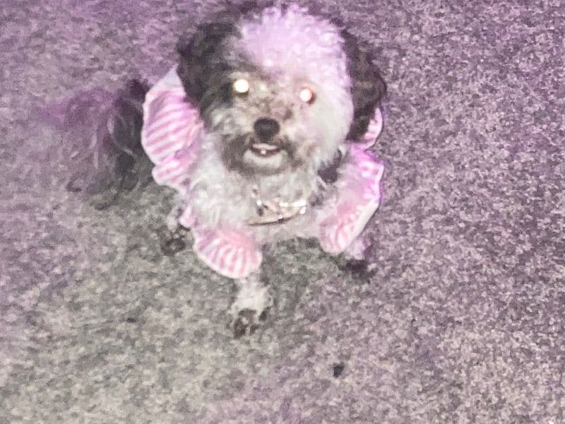 ShihPoo 2 years 2 months old female small named Buttons for breeding in Clayton County, Georgia | Petmeetly