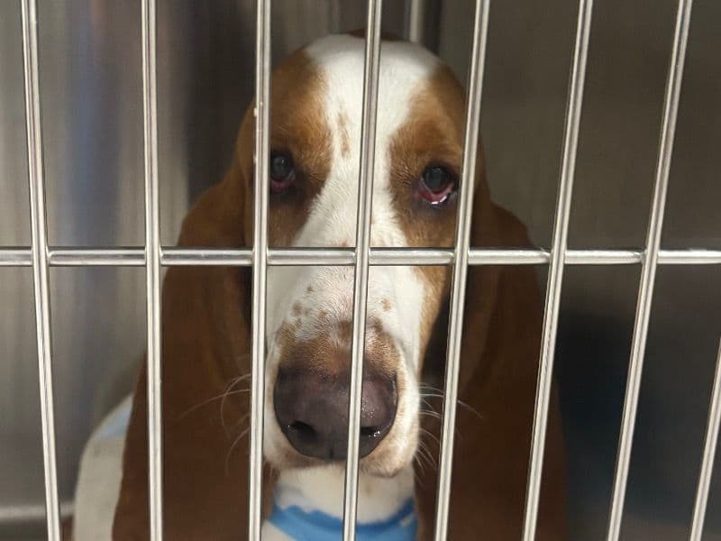 Basset Hound 4 years old male medium named Beau for adoption in Harris County, Texas | Petmeetly
